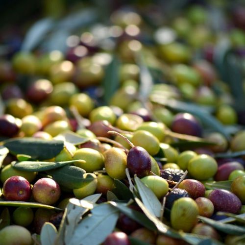 Toplanmış Zeytin